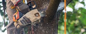 Best Tree Maintenance Programs  in Mammoth Spring, AR