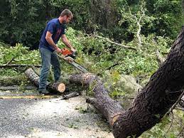 Best Seasonal Cleanup (Spring/Fall)  in Mammoth Spring, AR