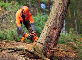 Best Tree Health Inspection  in Mammoth Spring, AR