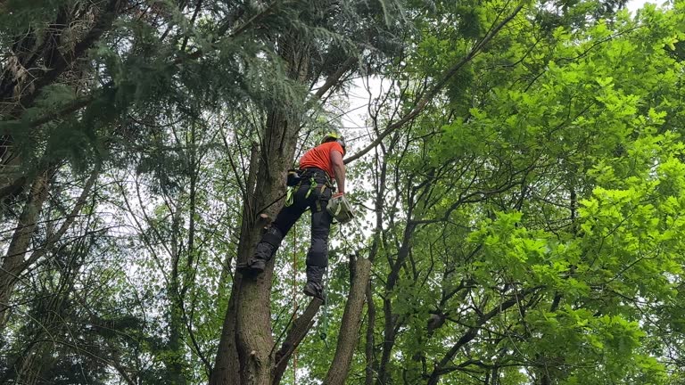 Best Tree Risk Assessment  in Mammoth Spring, AR