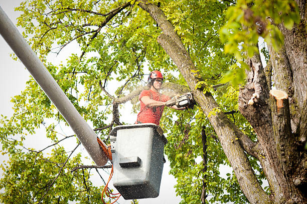 Best Hazardous Tree Removal  in Mammoth Spring, AR